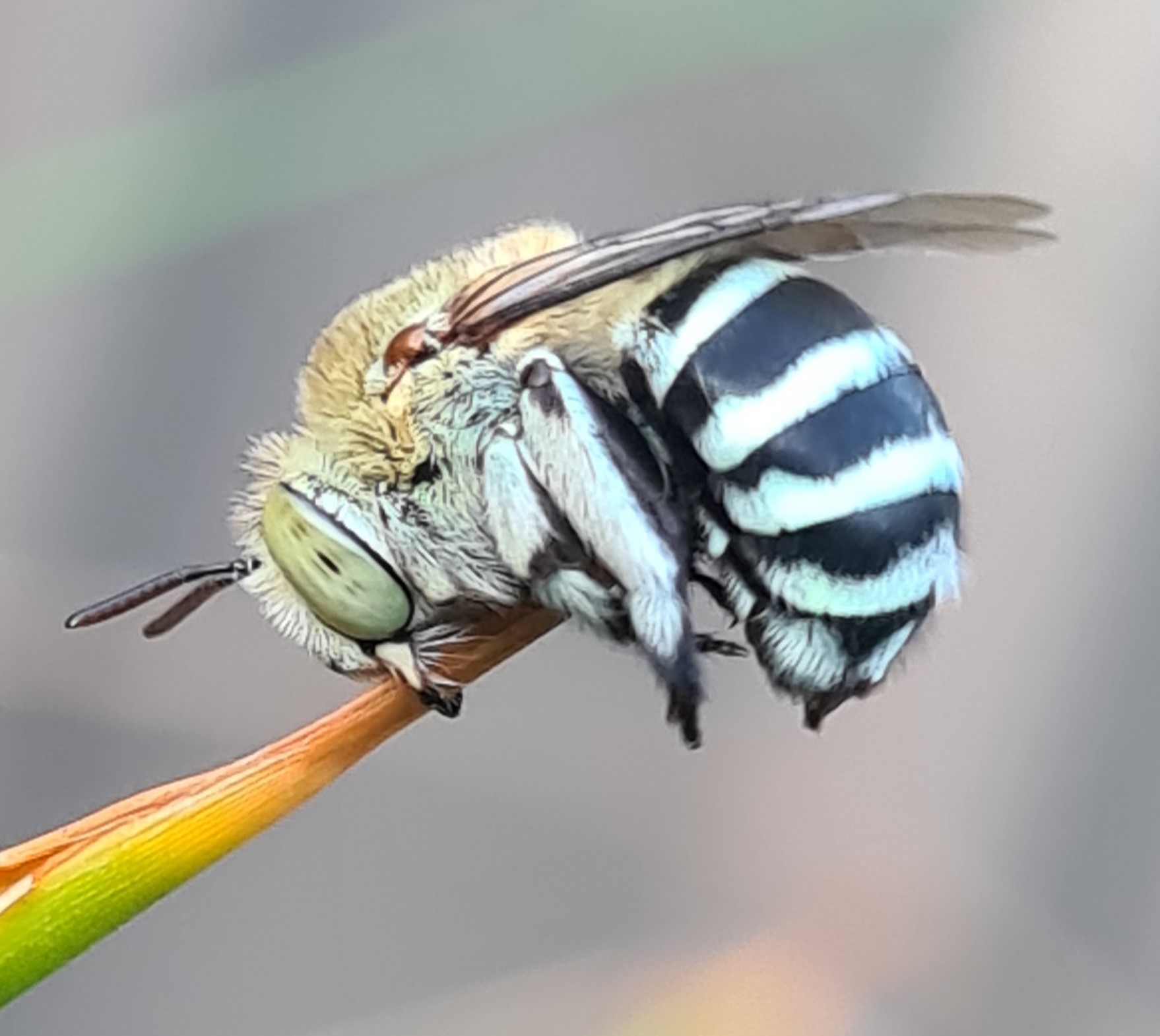 Blue-banded bee