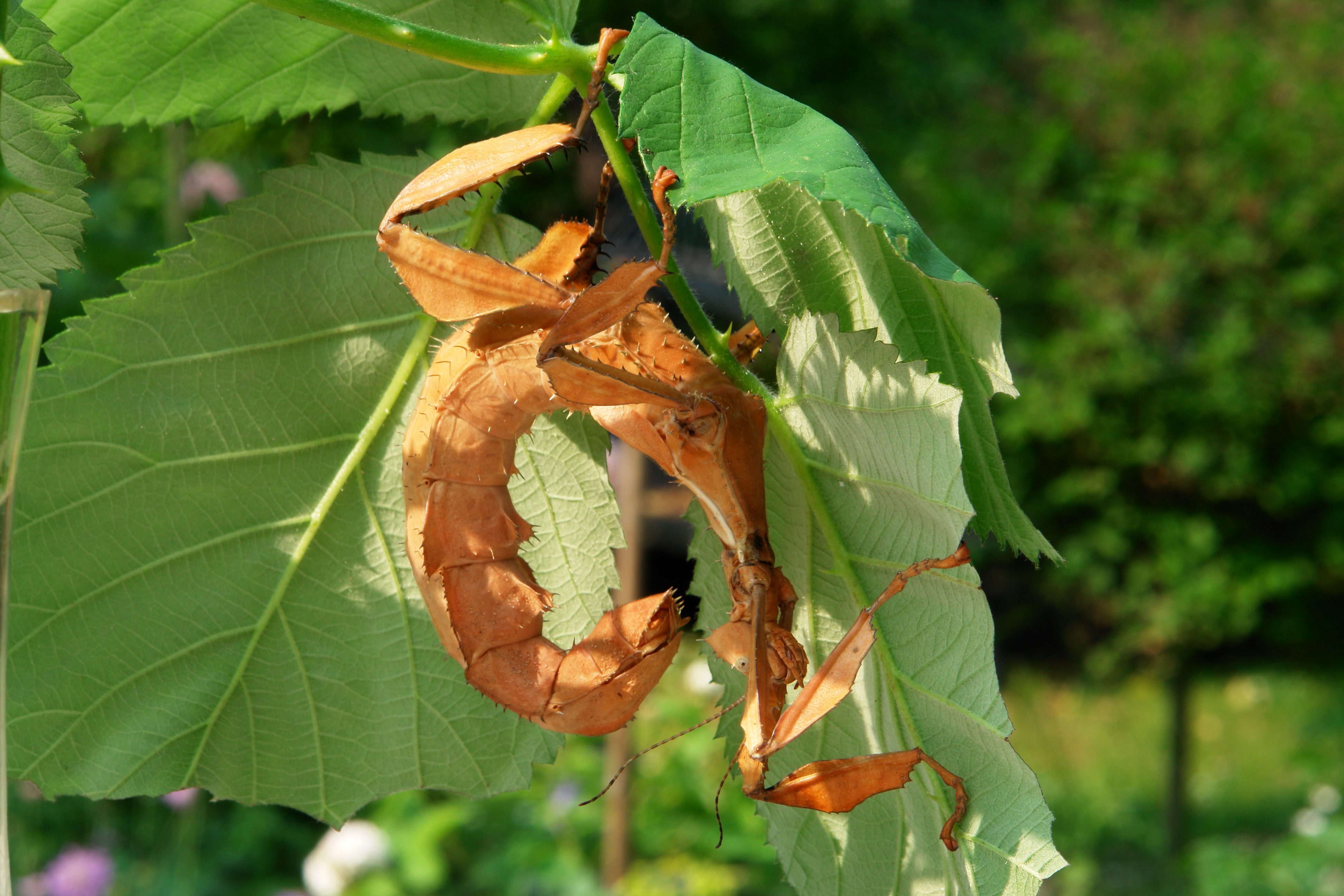 Spiny leaf insect reference