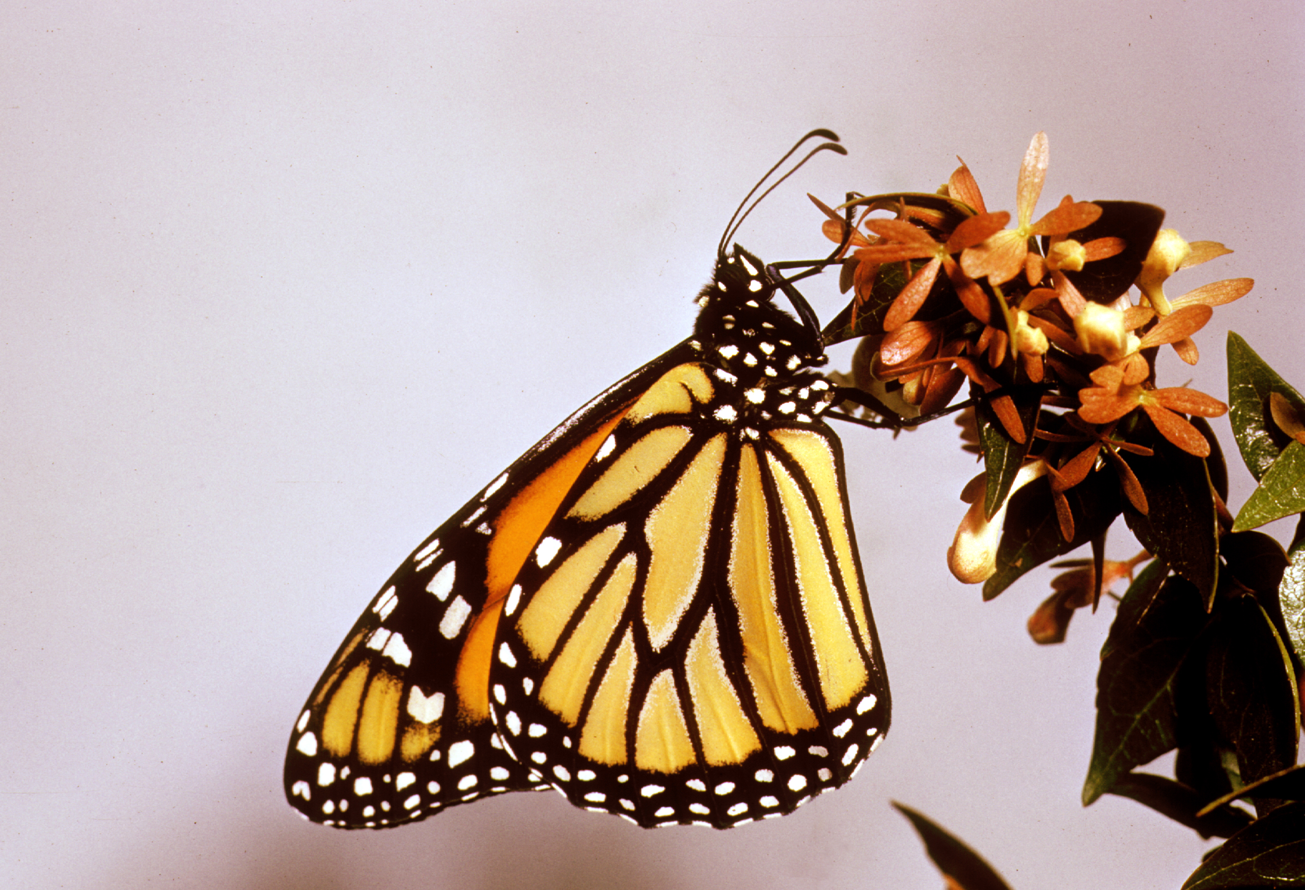 Reference Danaus plexippus